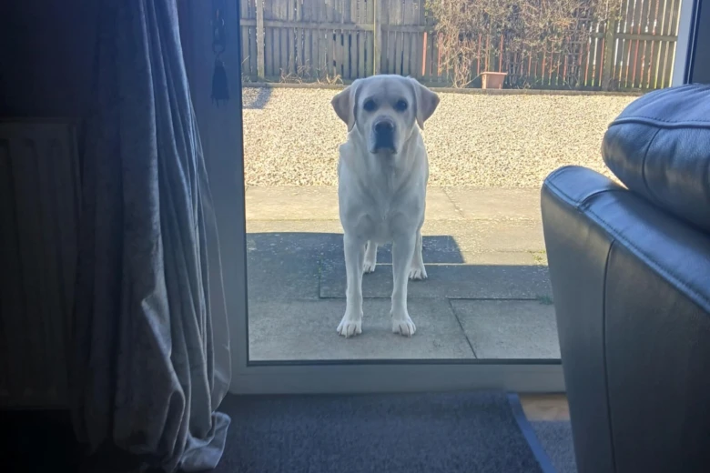 Labrador Retriever