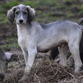 Saluki