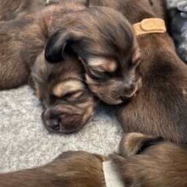 Dachshund (Miniature Long Haired)