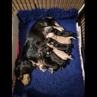 Dachshund (Miniature Long Haired)