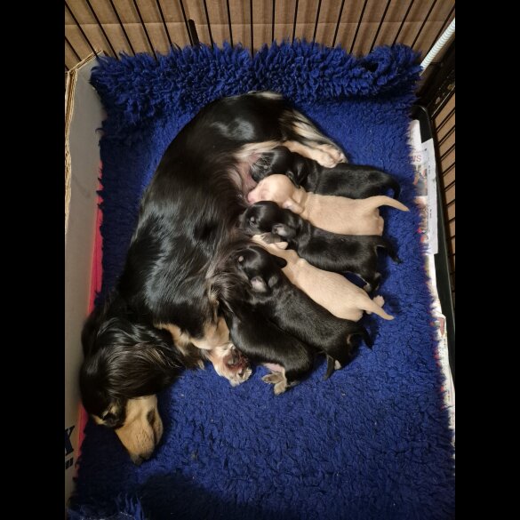 Dachshund (Miniature Long Haired)