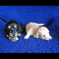 Dachshund (Miniature Long Haired)