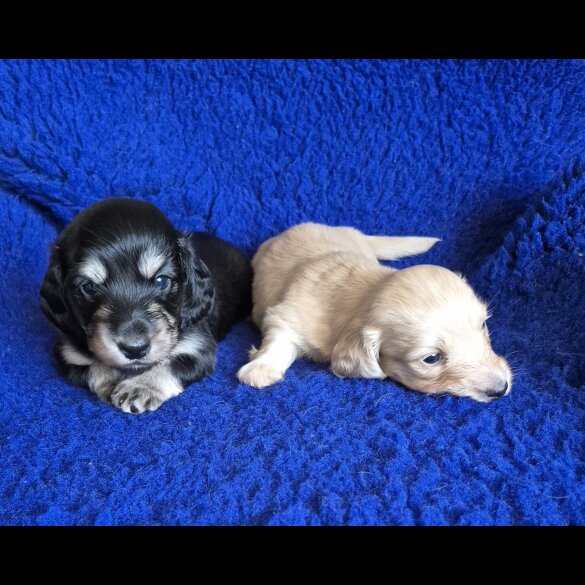 Dachshund (Miniature Long Haired)