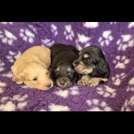 Dachshund (Miniature Long Haired)