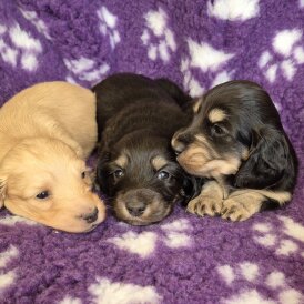 Dachshund (Miniature Long Haired)