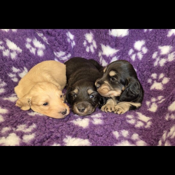 Dachshund (Miniature Long Haired)