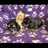 Dachshund (Miniature Long Haired)