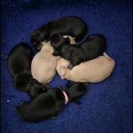 Dachshund (Miniature Long Haired)