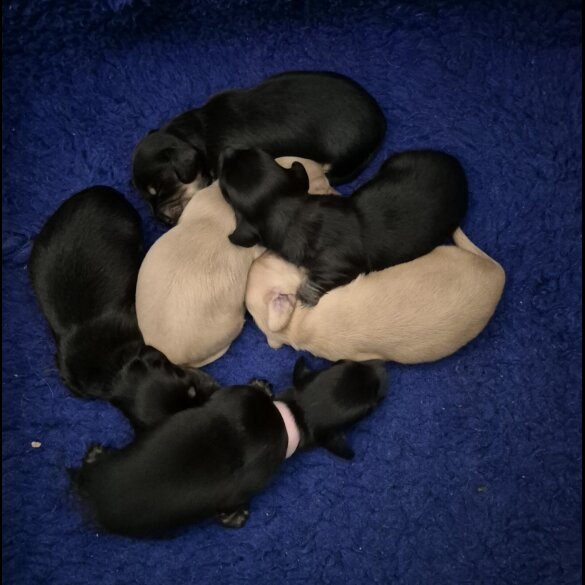 Dachshund (Miniature Long Haired)