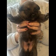 Belgian Shepherd Dog (Groenendael)