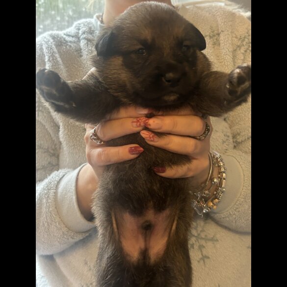 Belgian Shepherd Dog (Groenendael)