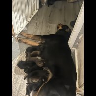 Belgian Shepherd Dog (Groenendael)