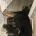 Belgian Shepherd Dog (Groenendael)