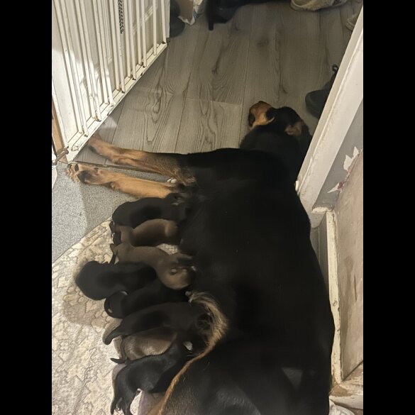 Belgian Shepherd Dog (Groenendael)