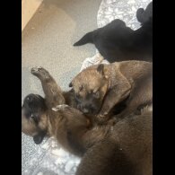 Belgian Shepherd Dog (Groenendael)