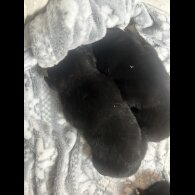 Belgian Shepherd Dog (Groenendael)