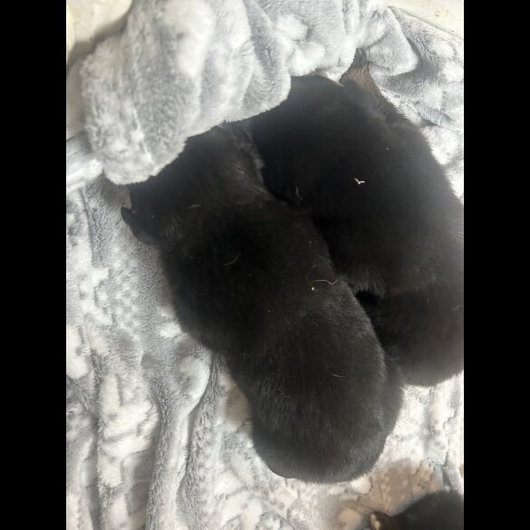 Belgian Shepherd Dog (Groenendael)