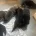 Belgian Shepherd Dog (Groenendael)