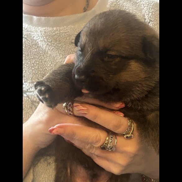 Belgian Shepherd Dog (Groenendael)