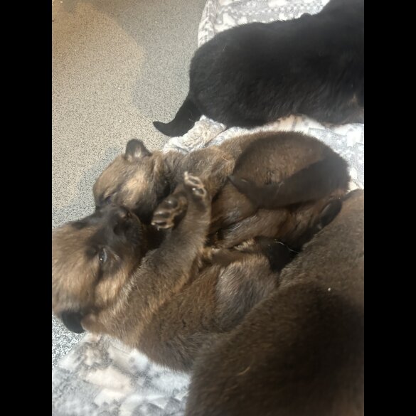 Belgian Shepherd Dog (Groenendael)