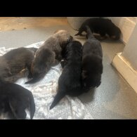 Belgian Shepherd Dog (Groenendael)