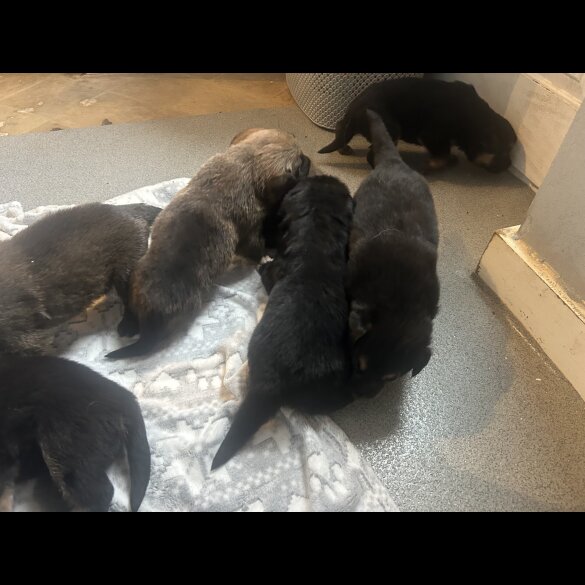 Belgian Shepherd Dog (Groenendael)