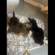 Belgian Shepherd Dog (Groenendael)