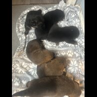 Belgian Shepherd Dog (Groenendael)