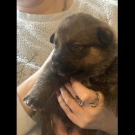Belgian Shepherd Dog (Groenendael)