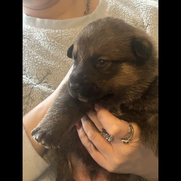 Belgian Shepherd Dog (Groenendael)