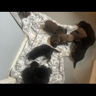 Belgian Shepherd Dog (Groenendael)