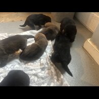 Belgian Shepherd Dog (Groenendael)