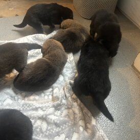 Belgian Shepherd Dog (Groenendael)