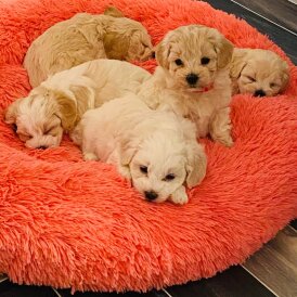 Maltipoo