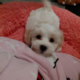 Maltipoo