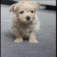 Maltipoo