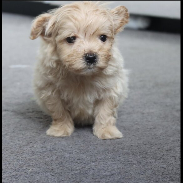 Maltipoo