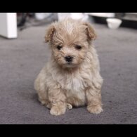 Maltipoo