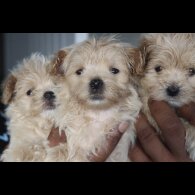 Maltipoo