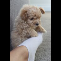 Maltipoo