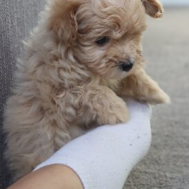 Maltipoo