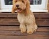 Cockapoo