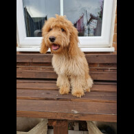 Cockapoo