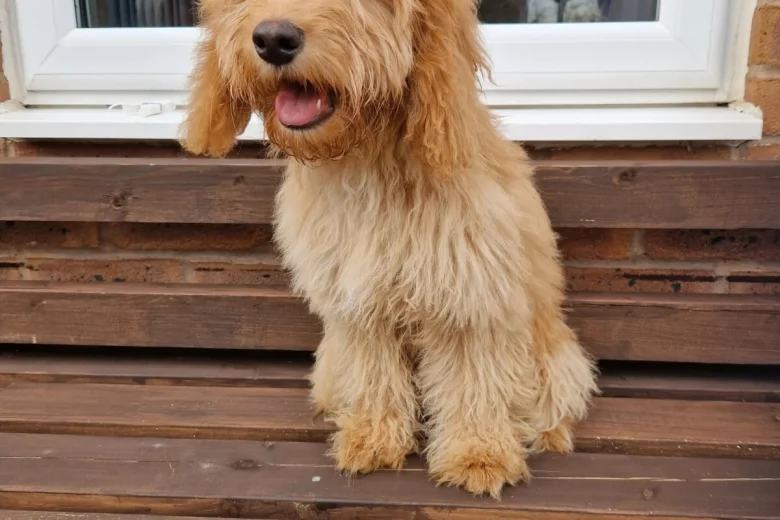 Cockapoo