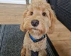 Cockapoo