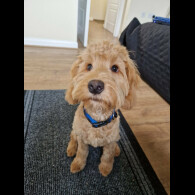 Cockapoo