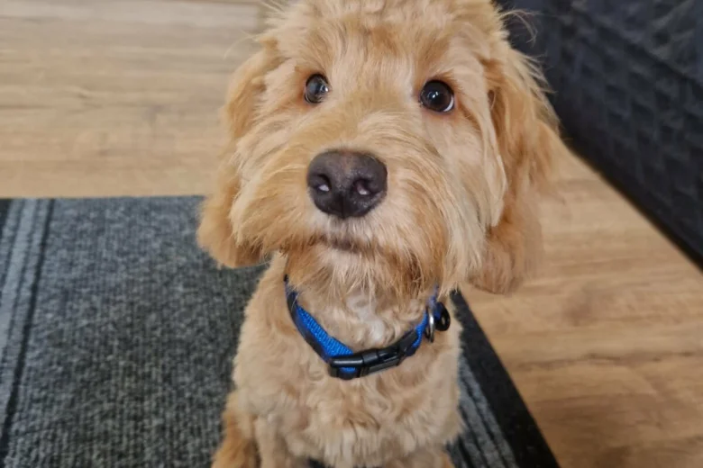 Cockapoo