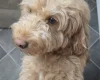 Cockapoo