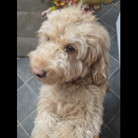 Cockapoo