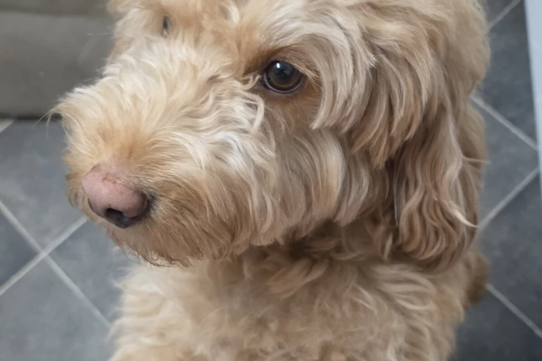Cockapoo
